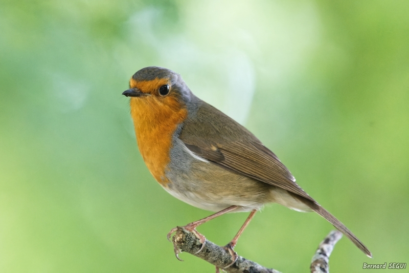 Photo Oiseaux Rouge-gorge familier (Erithacus rubecula)