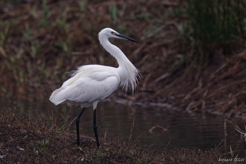 Photo Oiseaux Aigrette garzette (Egretta garzetta)