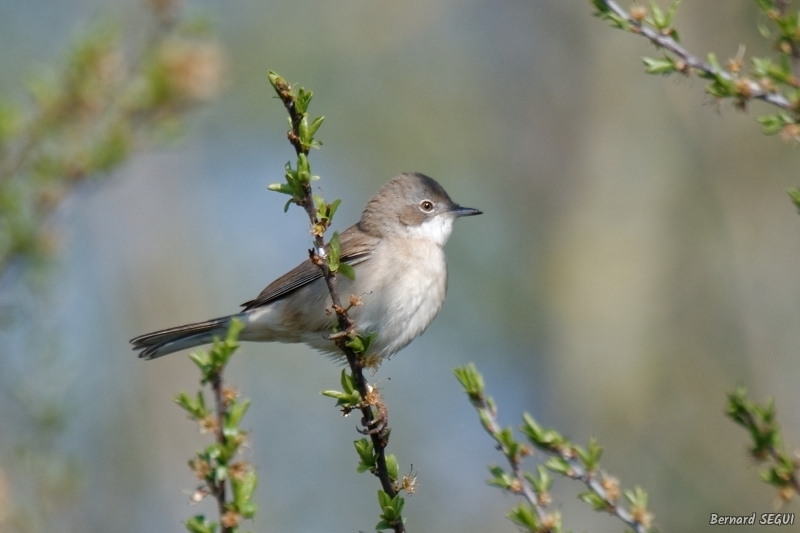 Photo Oiseaux Fauvette grisette