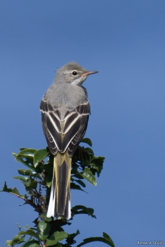 Photo Oiseaux Bergeronnette des ruisseaux (Motacilla cinerea)