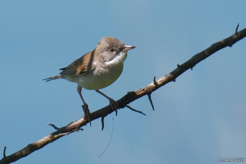 Photo Oiseaux Fauvette grisette