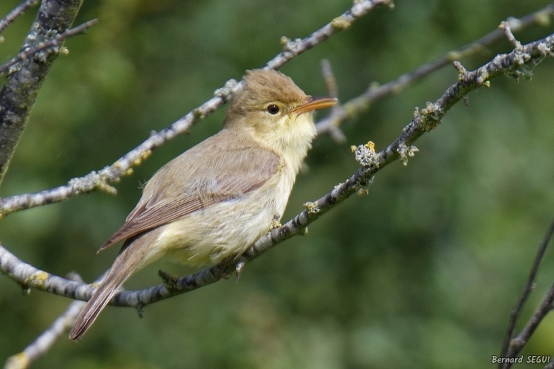 Photo Oiseaux Hypolais polyglotte