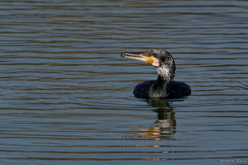 Photo Oiseaux Grand cormoran (Phalacrocorax carbo)