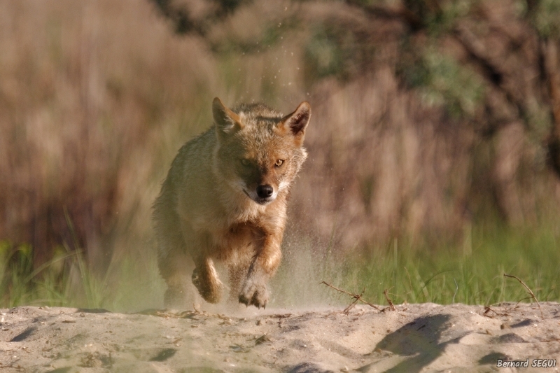 Photo Mammifères Chacal doré (Canis aureus)