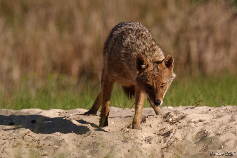Photo Mammifères Chacal doré (Canis aureus)