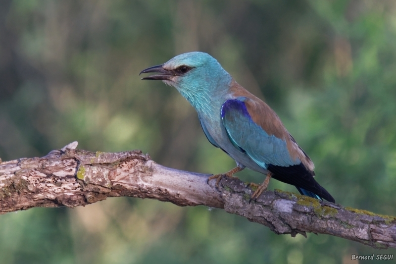 Photo Oiseaux Rollier d'Europe (Coracias garrulus)