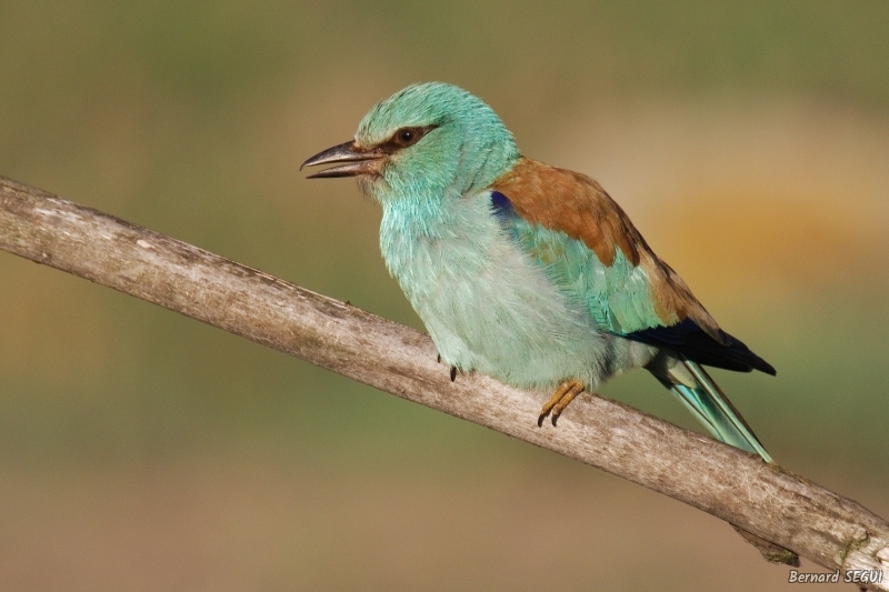 Photo Oiseaux Rollier d'Europe (Coracias garrulus)