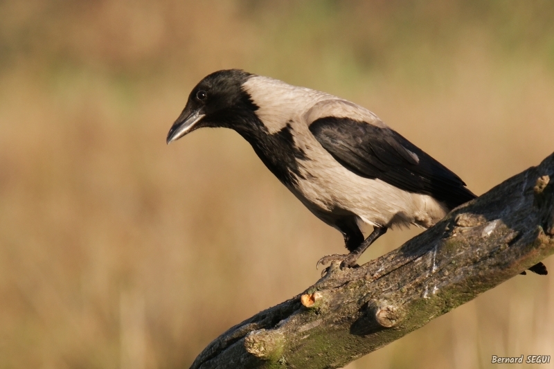 Photo Oiseaux Corneille mantelée (Corvus cornix)