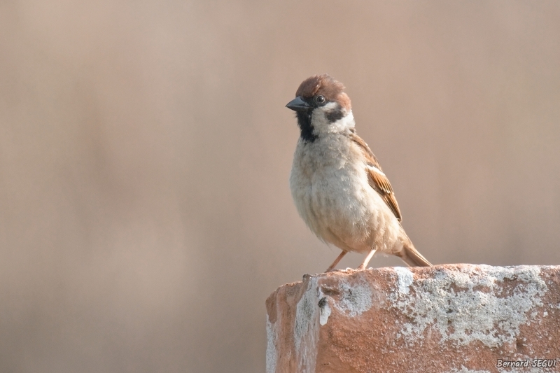 Photo Oiseaux Moineau Friquet