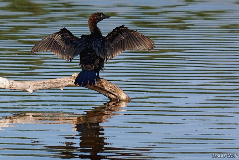 Photo Oiseaux Cormoran pygmée (Phalacrocorax pygmaeus)