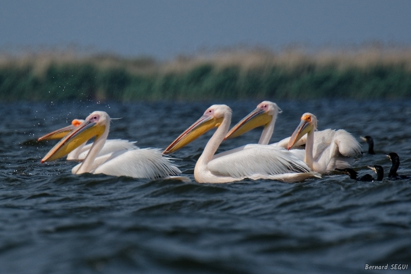 Photo Oiseaux Pélican blanc (Pelecanus onocrotalus)