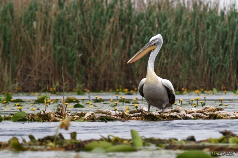 Photo Oiseaux Pélican frisé (Pelecanus crispus)