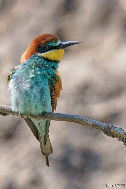 Photo Oiseaux guepier d'europe