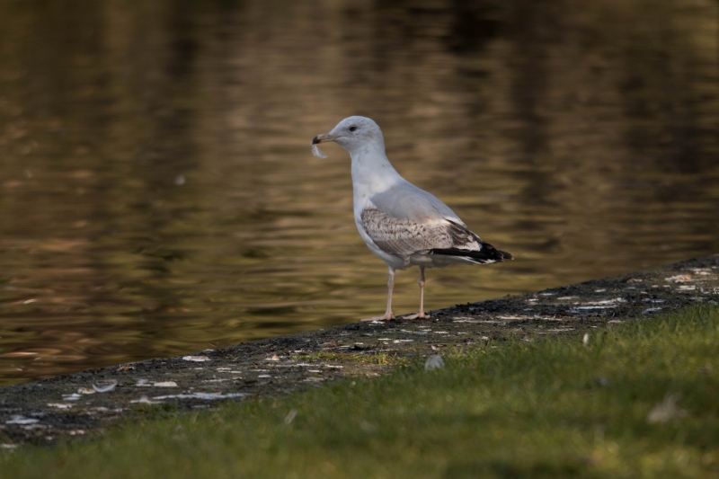 Oiseaux Goéland argenté