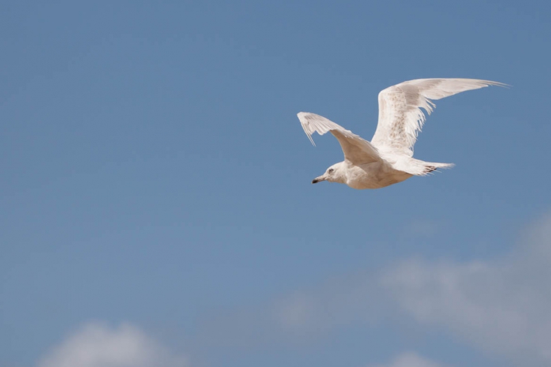 Oiseaux