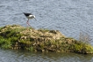 Oiseaux Limicole Echasse Blanche (Himantopus himantopus)