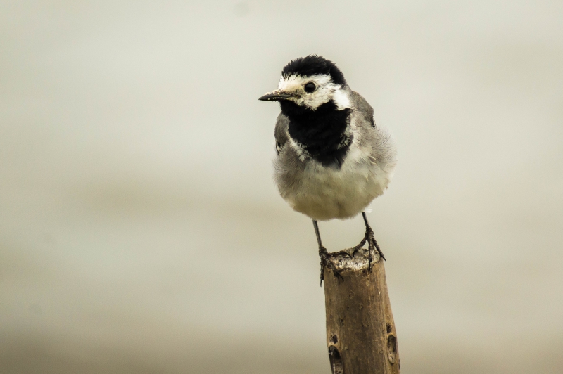 Photo Oiseaux Bergeronnette grise (Motacilla alha)