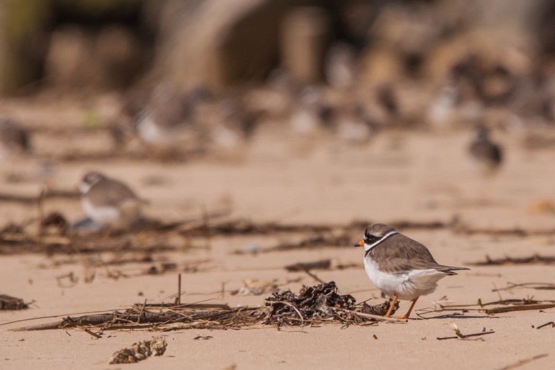 Photo Oiseaux Grand Gravelot