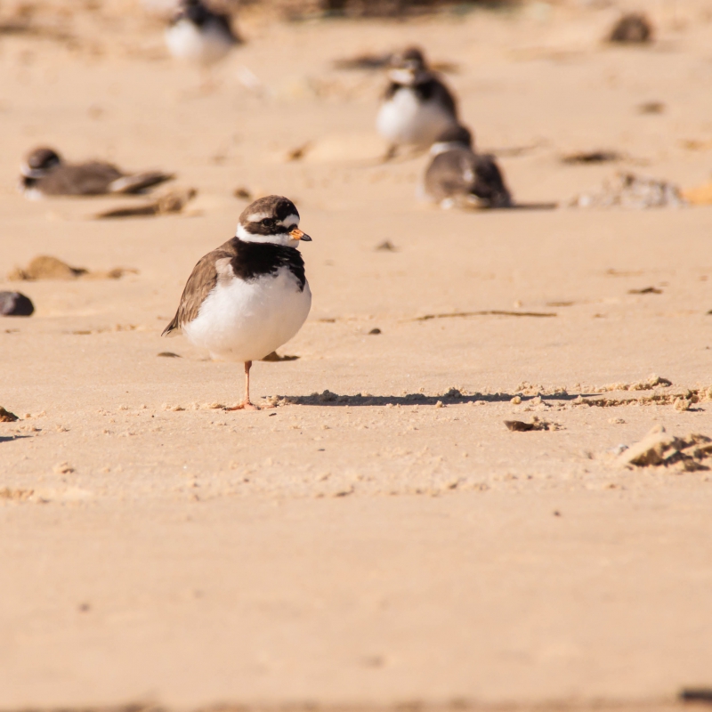 Photo Oiseaux Limicole, Gravelot, Grand Gravelot