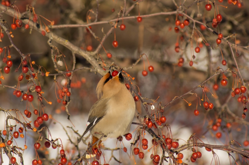 Photo Oiseaux