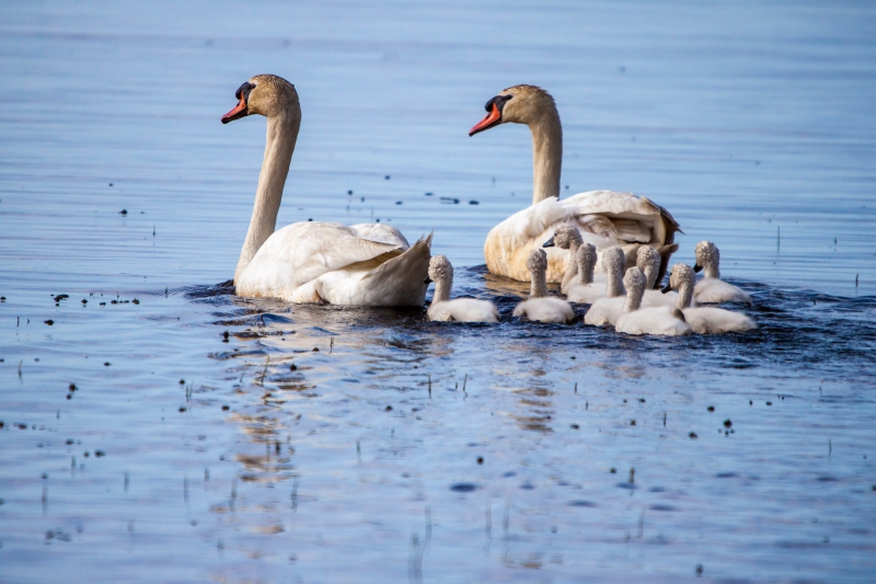 Photo Oiseaux