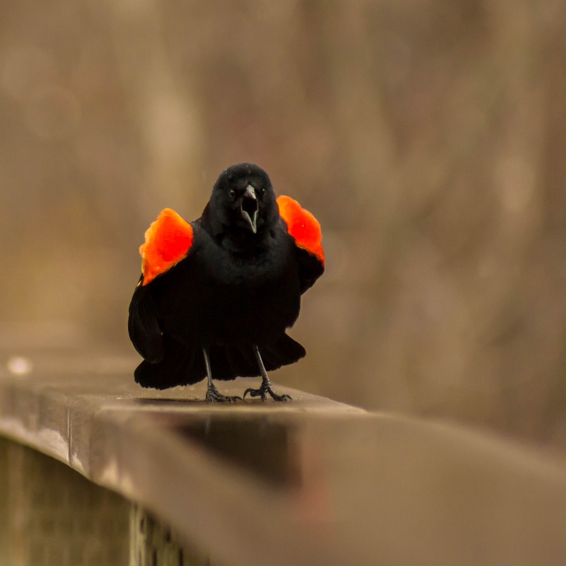 Photo Oiseaux