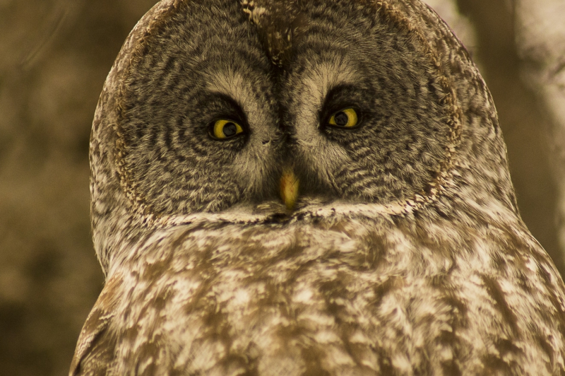 Photo Oiseaux