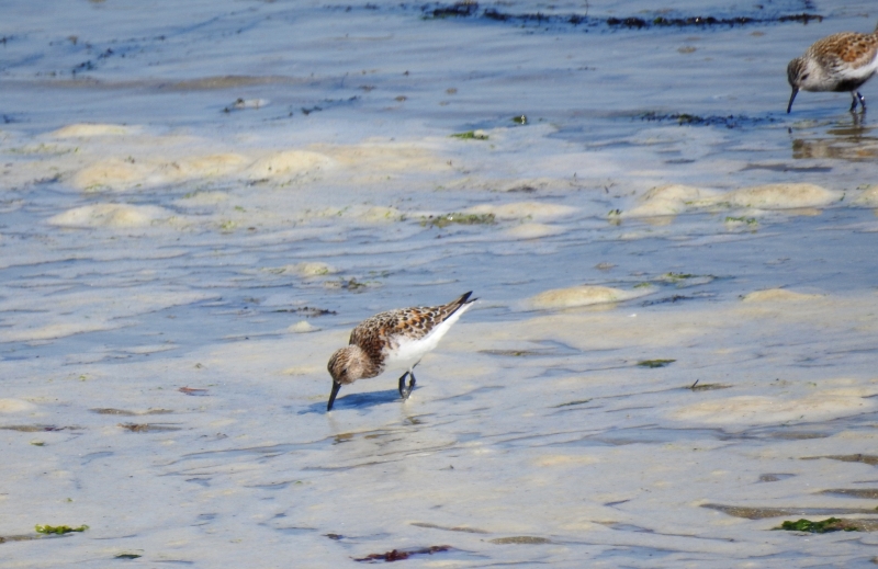 Oiseaux