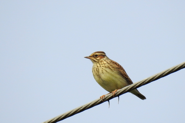 Oiseaux Alouette lulu