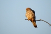 Oiseaux Faucon crécerelle