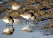 Oiseaux Bécasseau variable (Calidris alpina)