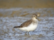 Oiseaux Bécasseau variable (Calidris alpina)