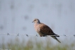 Oiseaux Tourterelle des bois