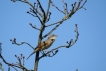 Oiseaux Fauvette grisette