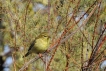 Oiseaux Pouillot fitis (Phylloscopus trochilus)