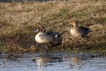 Oiseaux Canard pilet