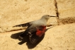 Oiseaux Tichodrome échelette (Tichodroma muraria)