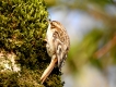Oiseaux Grimpereau des bois