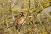 Oiseaux Grive mauvis