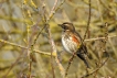 Oiseaux Grive mauvis