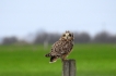 Oiseaux Hibou des marais (Asio fammeus)