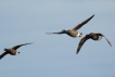 Oiseaux Bernache cravant (Branta bernicla)