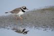 Oiseaux Grand Gravelot