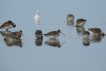 Oiseaux Barge à queue noire (Limosa limosa)