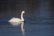 Oiseaux cygne chanteur