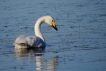 Oiseaux cygne chanteur