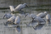 Oiseaux Aigrette garzette