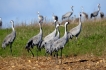 Oiseaux grues cendres
