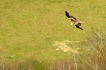Oiseaux Milan royal (Milvus milvus)