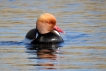Oiseaux Nette rousse